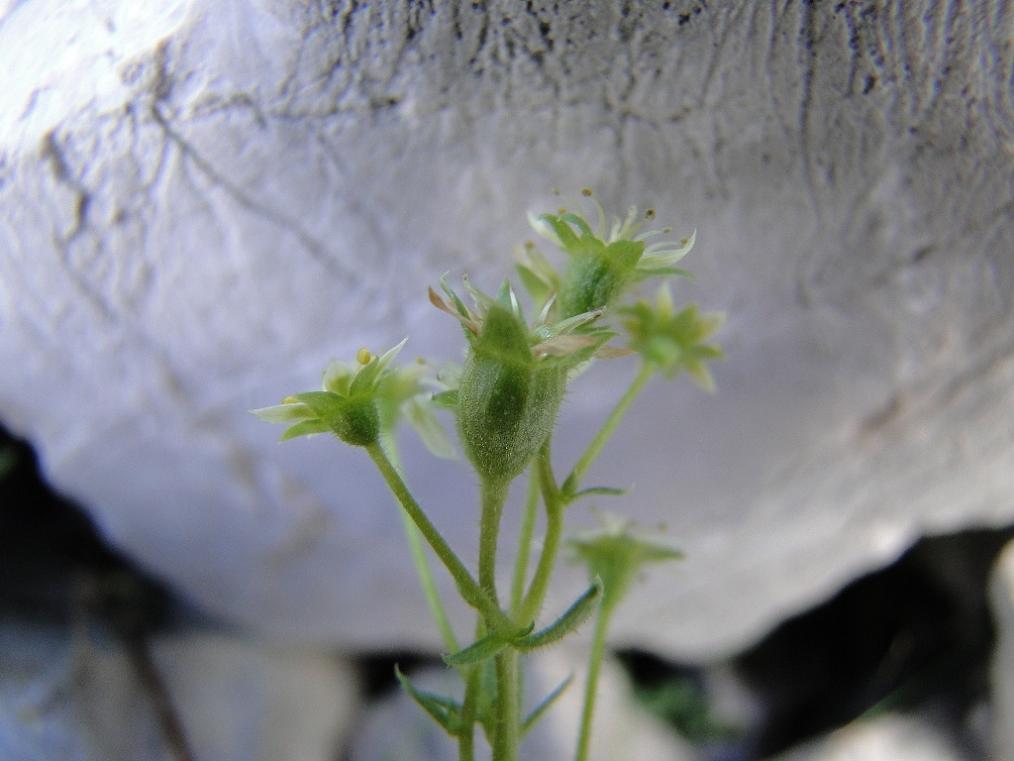 Saxifraga sedoides